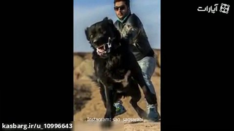 سگ سرابی بزرگ ترین نژاد سگ ایران