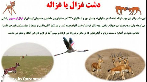 شکار غزال گرمسیری دشت غزاله صحرای شهرستان بندر ماهشهر (معشور - ماچول)