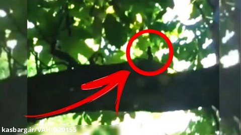 دیده شدن موجود ناشناخته و عجیب آدم کوتوله واقعی در بالای درخت