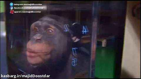 حافظه کوتاه مدت شامپانزه ها از انسانها بهتر است - تست مکان اعداد