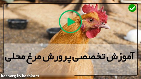 پرورش مرغ بومی تخمگذار-پرورش جوجه مرغ-مقدار غذای لازم مرغ ها