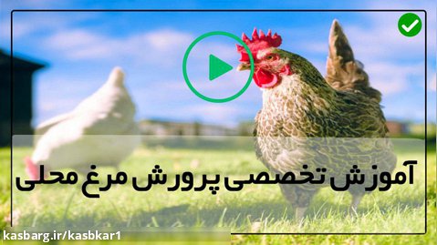 آموزش پرورش مرغ محلی-پرورش جوجه محلی-زمان مناسب برای بردن جوجه به قفس