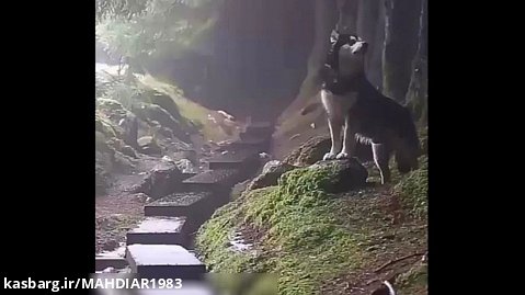 زوزه گرگ هاسکی در هوای بارانی جنگل