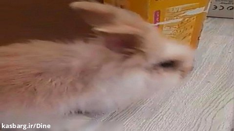 خرگوش من/خرگوش لوپ/خرگوش زیبا/لوپ جرسی/لوپ هلندی/خرگوش نر/سفید کاراملی/کپشن!