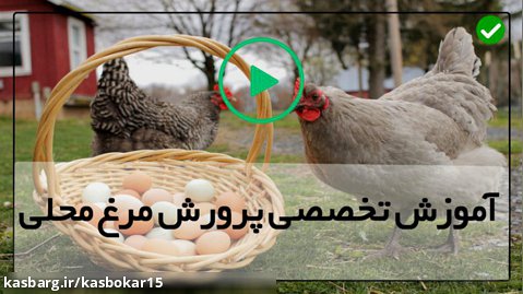 روش های پرورش مرغ تخمگذار