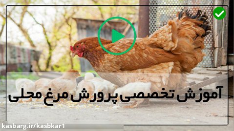 پرورش مرغ بومی تخمگذار-پرورش جوجه مرغ-پنج اشتباه مرگبار پرورش مرغ
