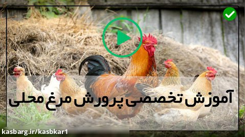 آموزش پرورش مرغ محلی-پرورش جوجه محلی-سه گام برای درمان مرغ