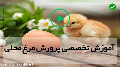 پرورش مرغ تخمگذار خانگی-پرورش مرغ-نحوه تولید مثل مرغ ها