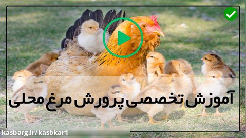 پرورش مرغ تخمگذار-فیلم پرورش مرغ-ساخت دستگاه جوجه کشی با بطری آب