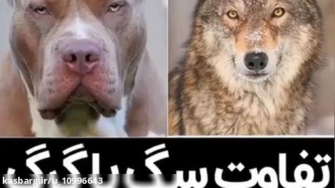 سگ سرابی بهترین سگ نژاد ایرانی برای مقابله با گرگ . تفاوت سگ با گرگ