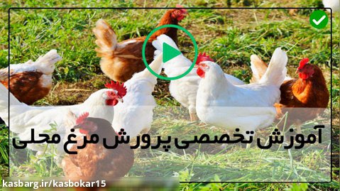 پرورش مرغ تخمگذار خانگی-پرورش مرغ-نیاز مرغ به گوشت