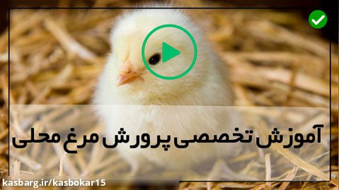 آموزش پرورش مرغ گوشتی-پرورش مرغ-ساخت پیشرفته دستگاه جوجه کشی
