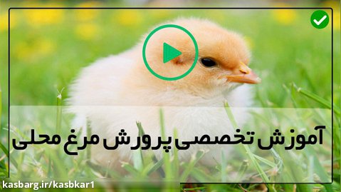 پرورش مرغ بومی تخمگذار-پرورش جوجه مرغ-نحوه مراقبت از جوجه ها