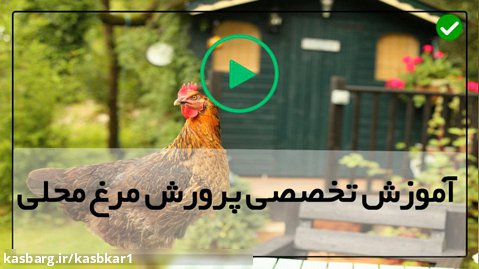 راه اندازی مزرعه پرورش مرغ