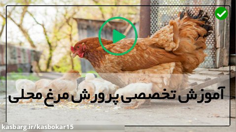 جوجه مرغ محلی-روش پرورش مرغ محلی-5 اقدام برای جلوگیری از توقف تخم گذاری