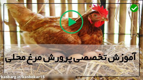 آموزش پرورش مرغ گوشتی