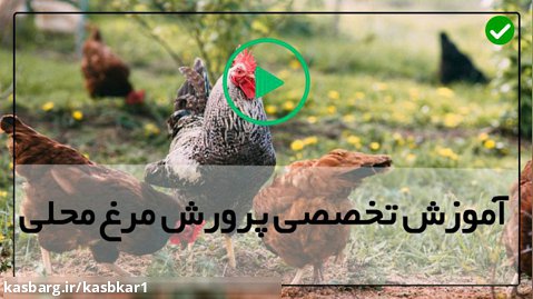 آموزش پرورش مرغ گوشتی-پرورش مرغ- 3 نکته برای پرورش مرغ خانگی
