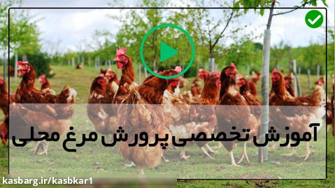 آموزش پرورش مرغ گوشتی-پرورش مرغ-زمانبندی تخم گذاری مرغ