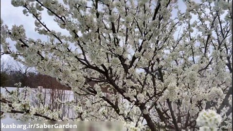 شکوفه باران درخت، نتیجه هرس خوب