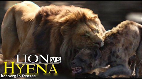 شیرها در مقابل کفتار - نبرد حیوانات | حیات وحش