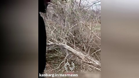 قلع وقمع گسترده درختان ۶۰ساله در ائل گولی تبریز!