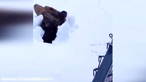 فیلم لحظه بیدار شدن خرس از خواب زمستانی!