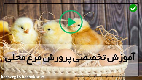 مزرعه پرورش مرغ محلی تخم گذار-نحوه تمیزکردن قفس