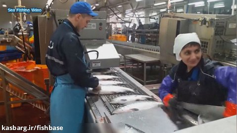داخل یک کشتی-کارخانه  فرآوری ماهی